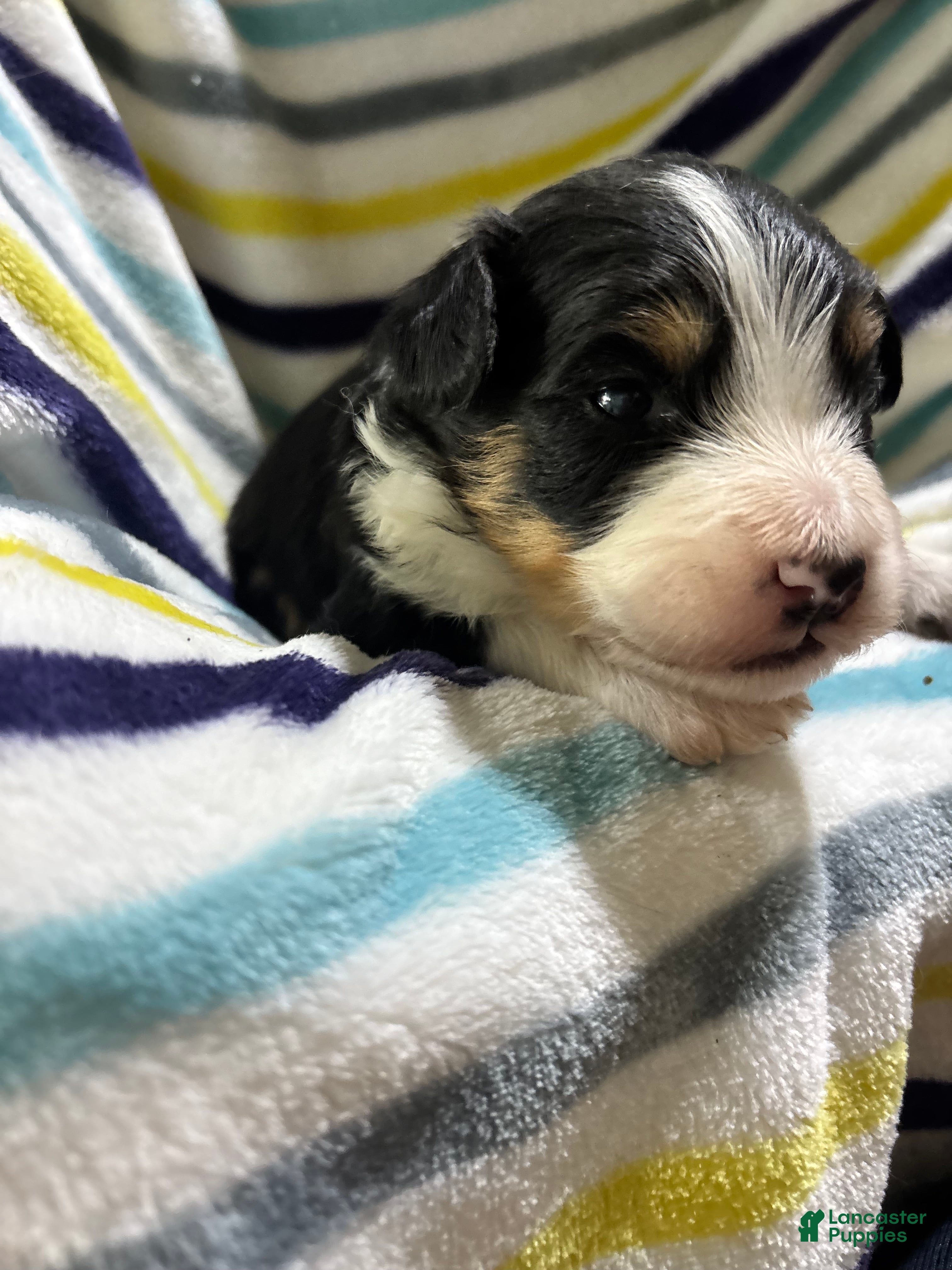 Mini Aussiedoodle dogs Rolo - Ad 2