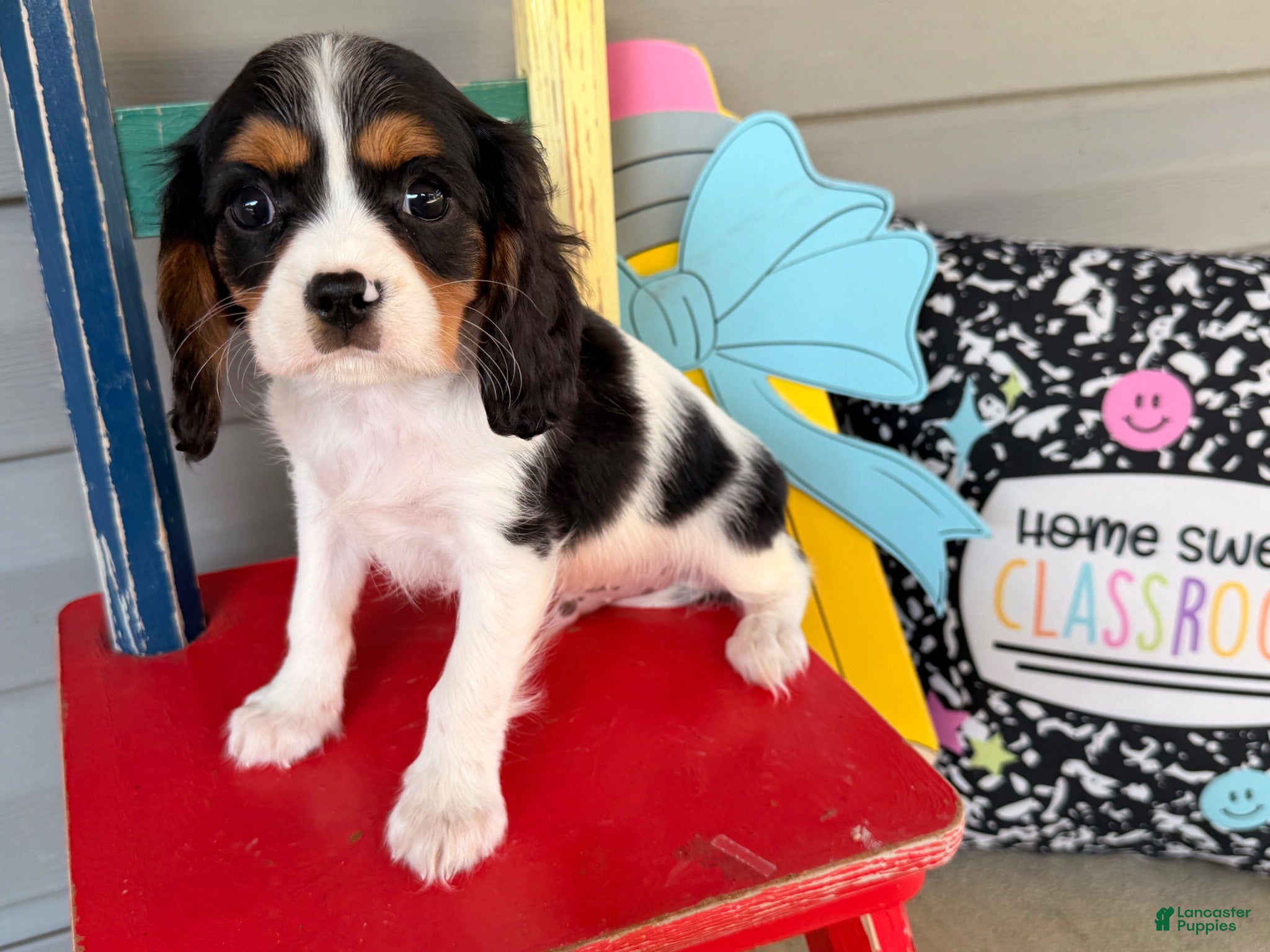Cavalier King Charles Spaniel dogs Sparky  - Ad 1