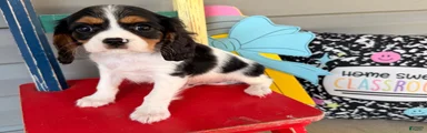 Sparky 