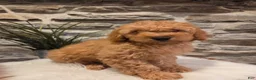 Mini Goldendoodle dogs for sale: BLAZE - Mini Goldendoodle Fluffy Puppy - Ad 7