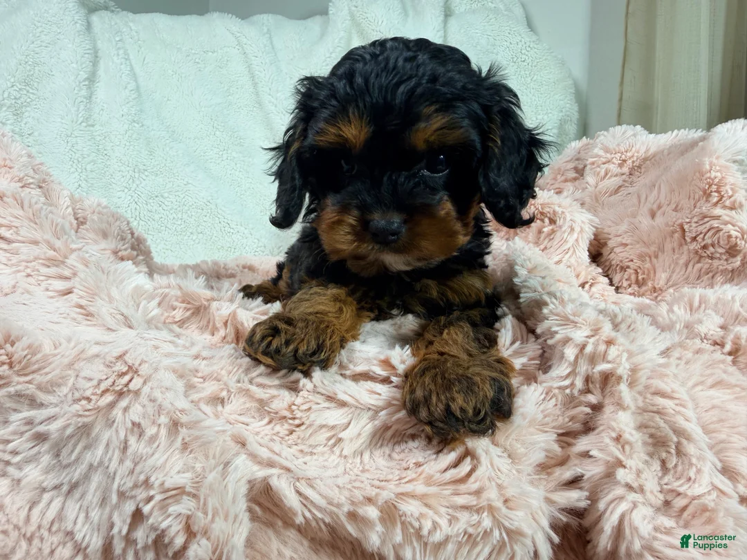 Cavapoo dogs for sale: Tootsie 🎀 - Ad 23