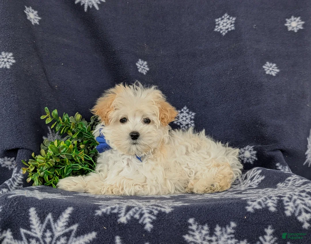 Maltipoo dogs for sale: Brock 7 lbs Full Grown - Ad 10