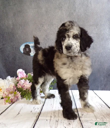 Gallery Image {{count}}