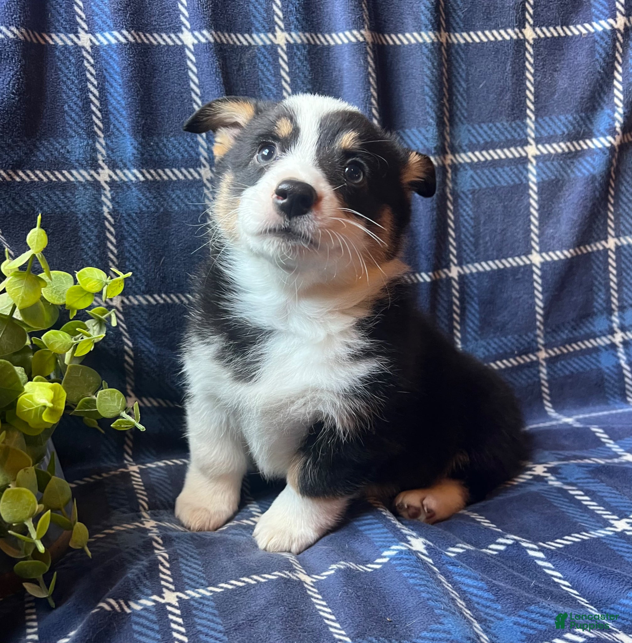 Welsh Corgi Pembroke dogs Coal - Ad 18