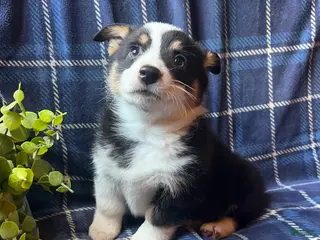 Welsh Corgi Pembroke dogs Coal - Ad 18