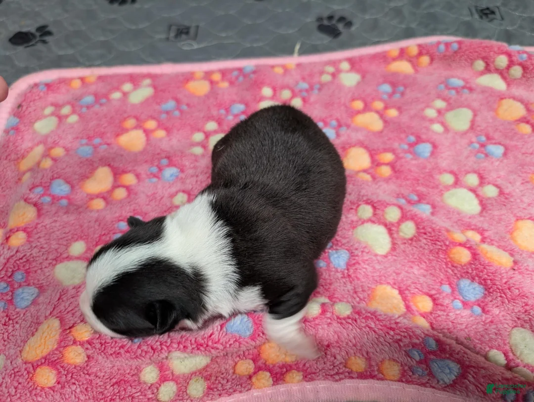 Chihuahua dogs for sale: Colton - Ad 2