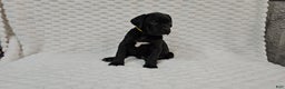 Cane Corso dogs for sale: Cane Corso Puppy 1 - Ad 3