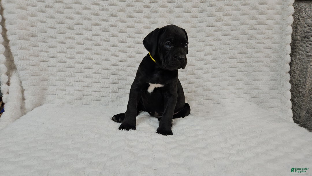 Cane Corso dogs for sale: Cane Corso Puppy 1 - Ad 3