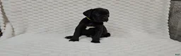 Cane Corso dogs for sale: Cane Corso Puppy 1 - Ad 3