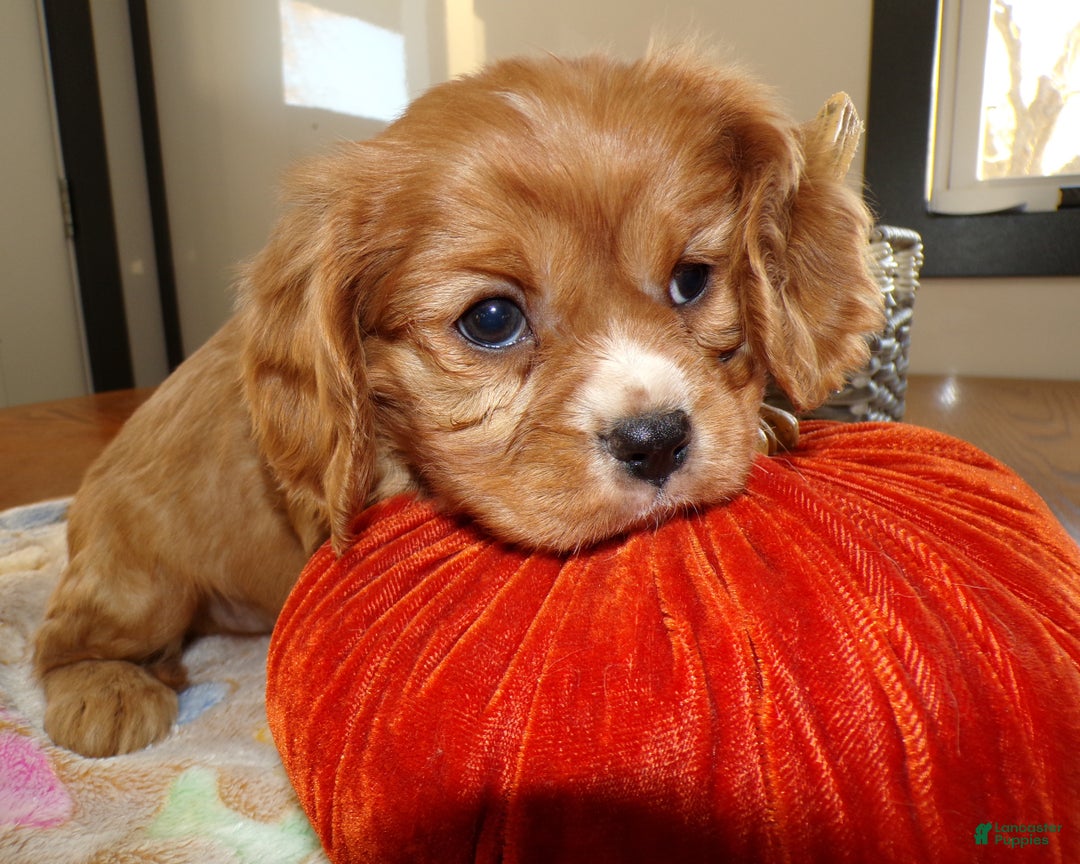 Cavalier King Charles Spaniel dogs for sale: Cavalier King Charles Spaniel Puppy 2 Tucker - Ad 1