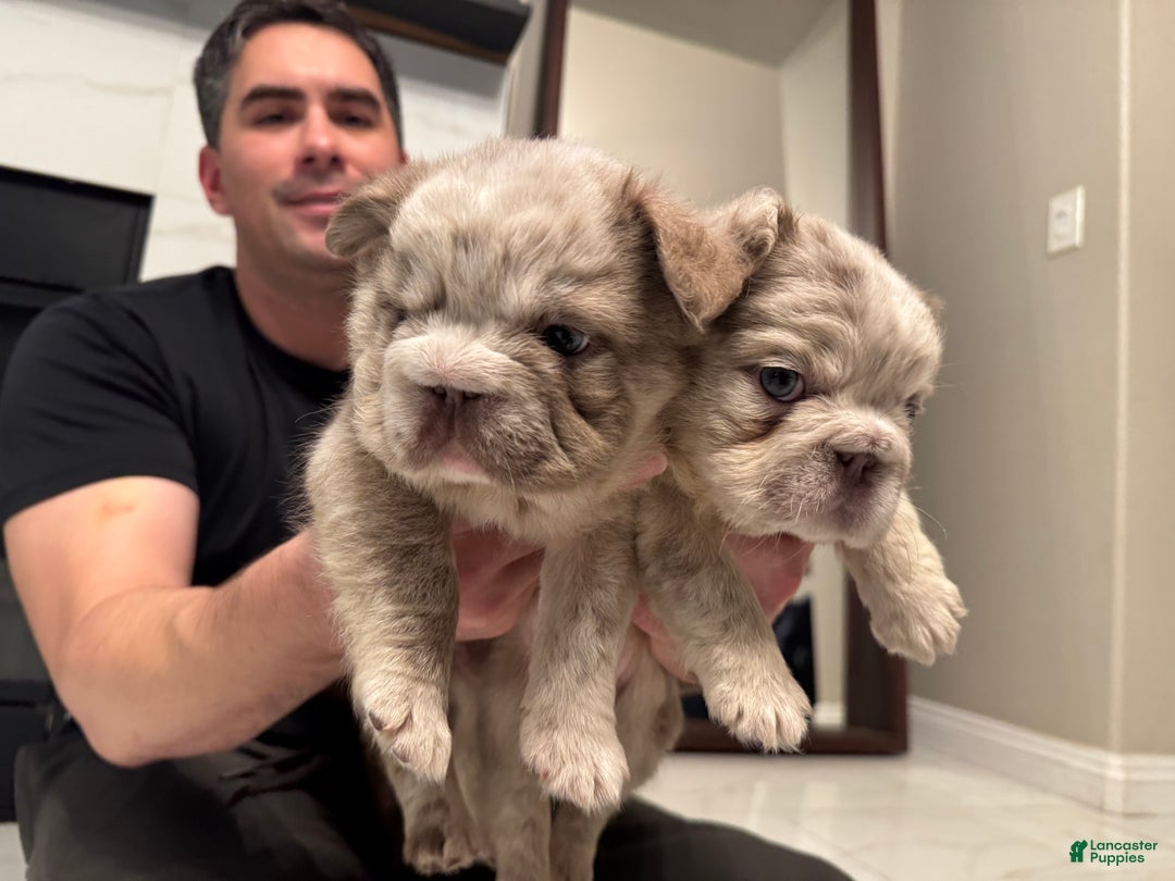 French Bulldog dogs for sale: Tiffany  - Ad 3