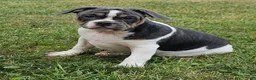 Mixed Breed dogs for sale: Sale! Blue Bubba - Ad 4