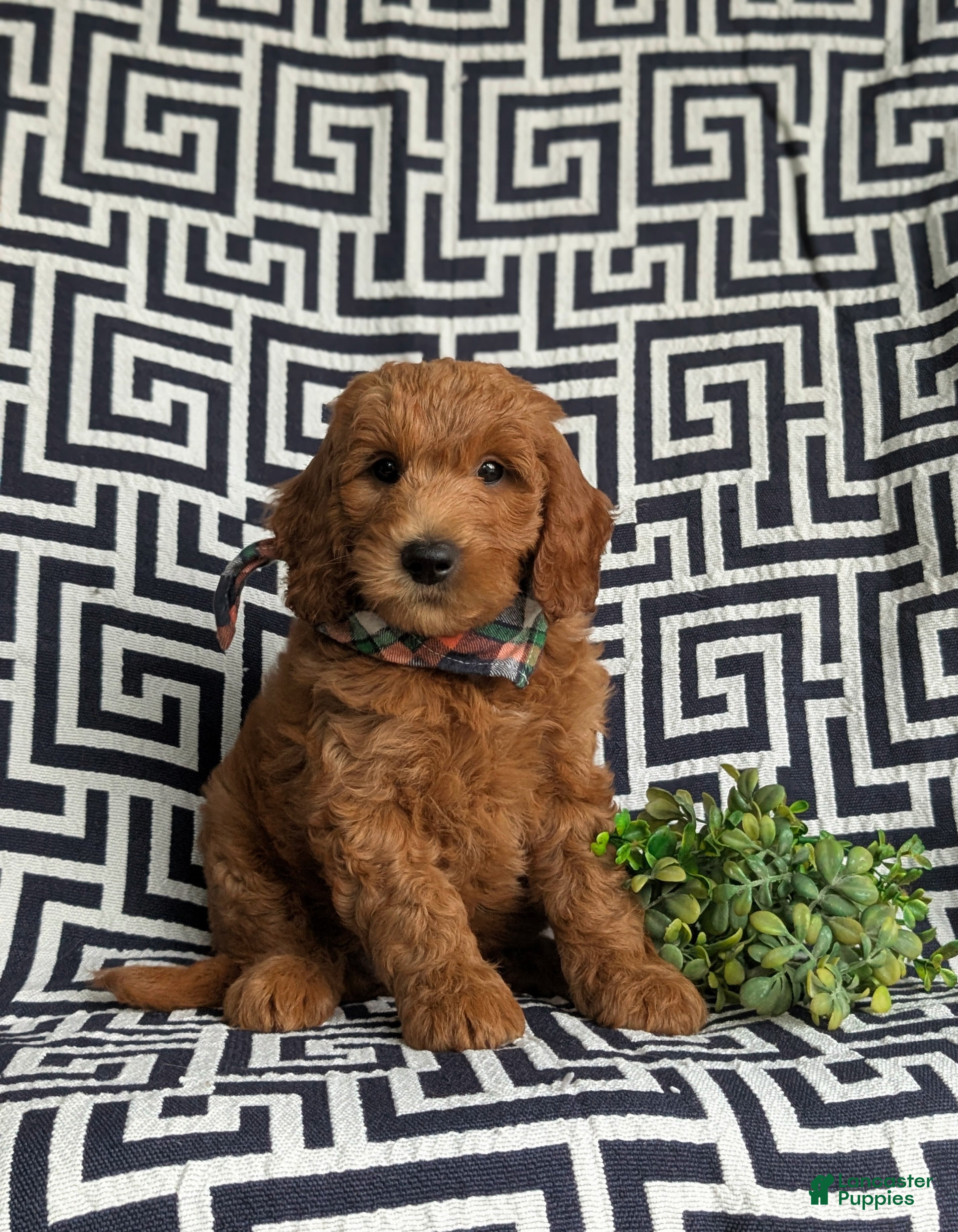Mini Goldendoodle dogs Twain Hypoallergenic - Ad 1
