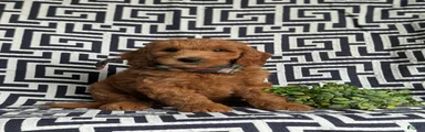 Twain Hypoallergenic