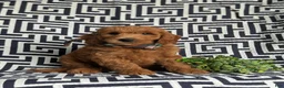 Mini Goldendoodle dogs for sale: Twain Hypoallergenic - Ad 1