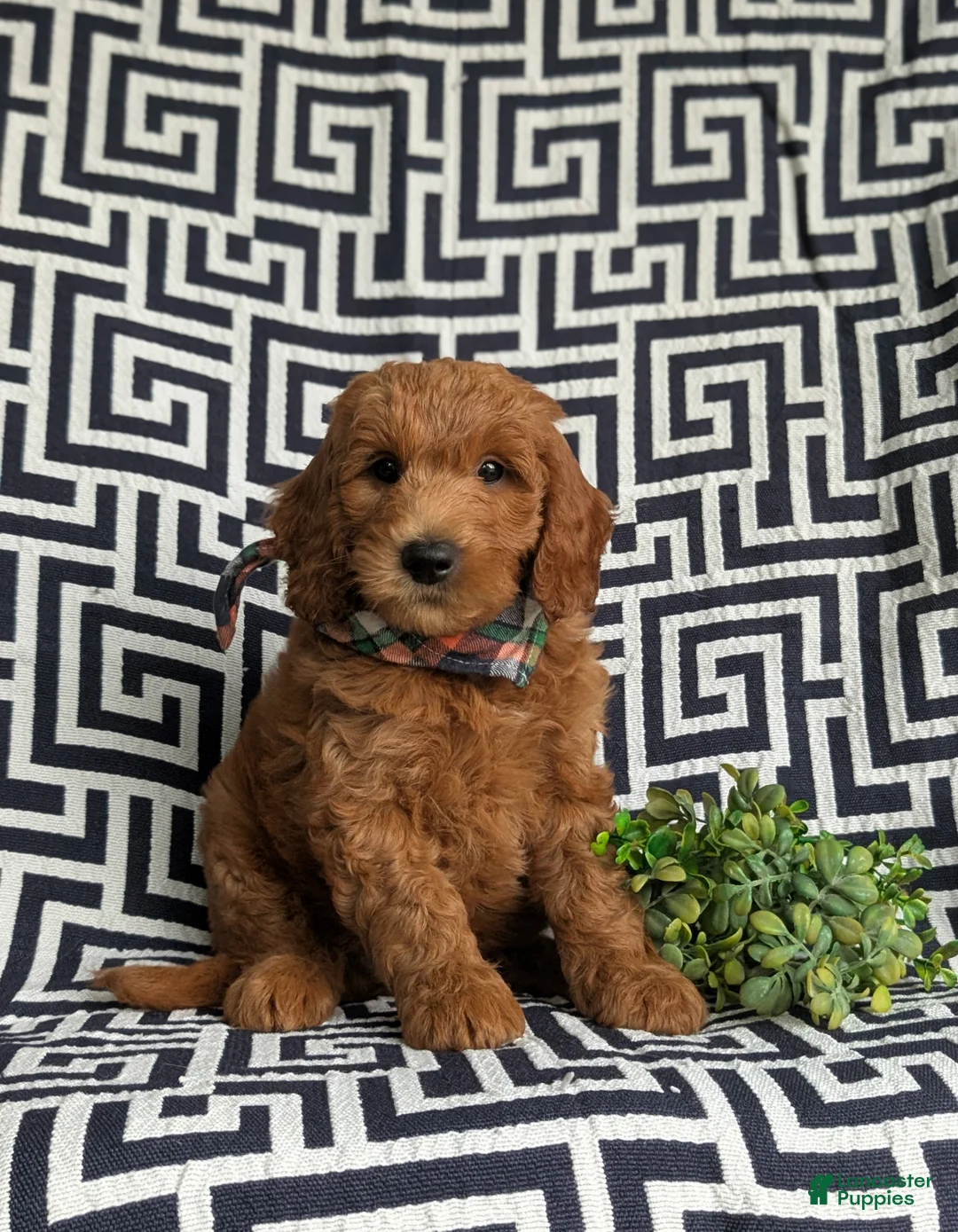 Mini Goldendoodle dogs for sale: Twain Hypoallergenic - Ad 1