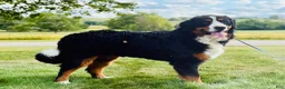 Bernese Mountain Dog dogs for sale: Renae - Ad 7