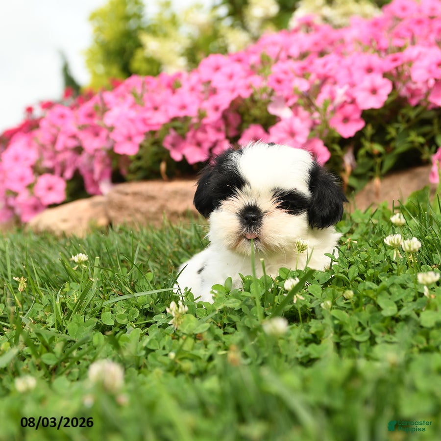 Shih Tzu dogs Aspen - Ad 2