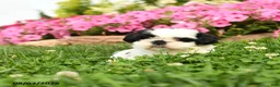 Shih Tzu dogs for sale: Aspen - Ad 2