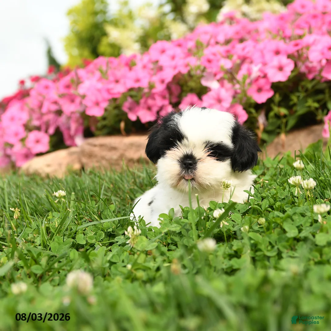 Shih Tzu dogs for sale: Aspen - Ad 2