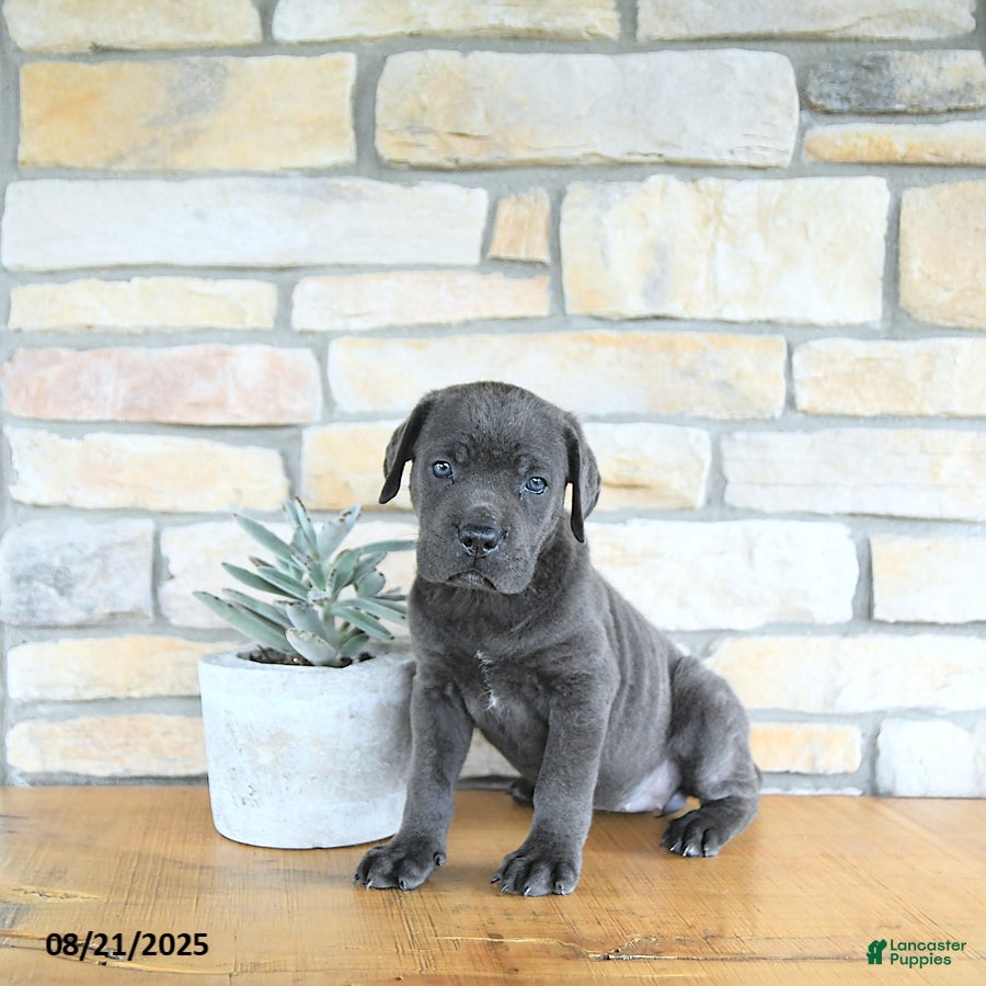 Cane Corso dogs Mystique - Ad 13