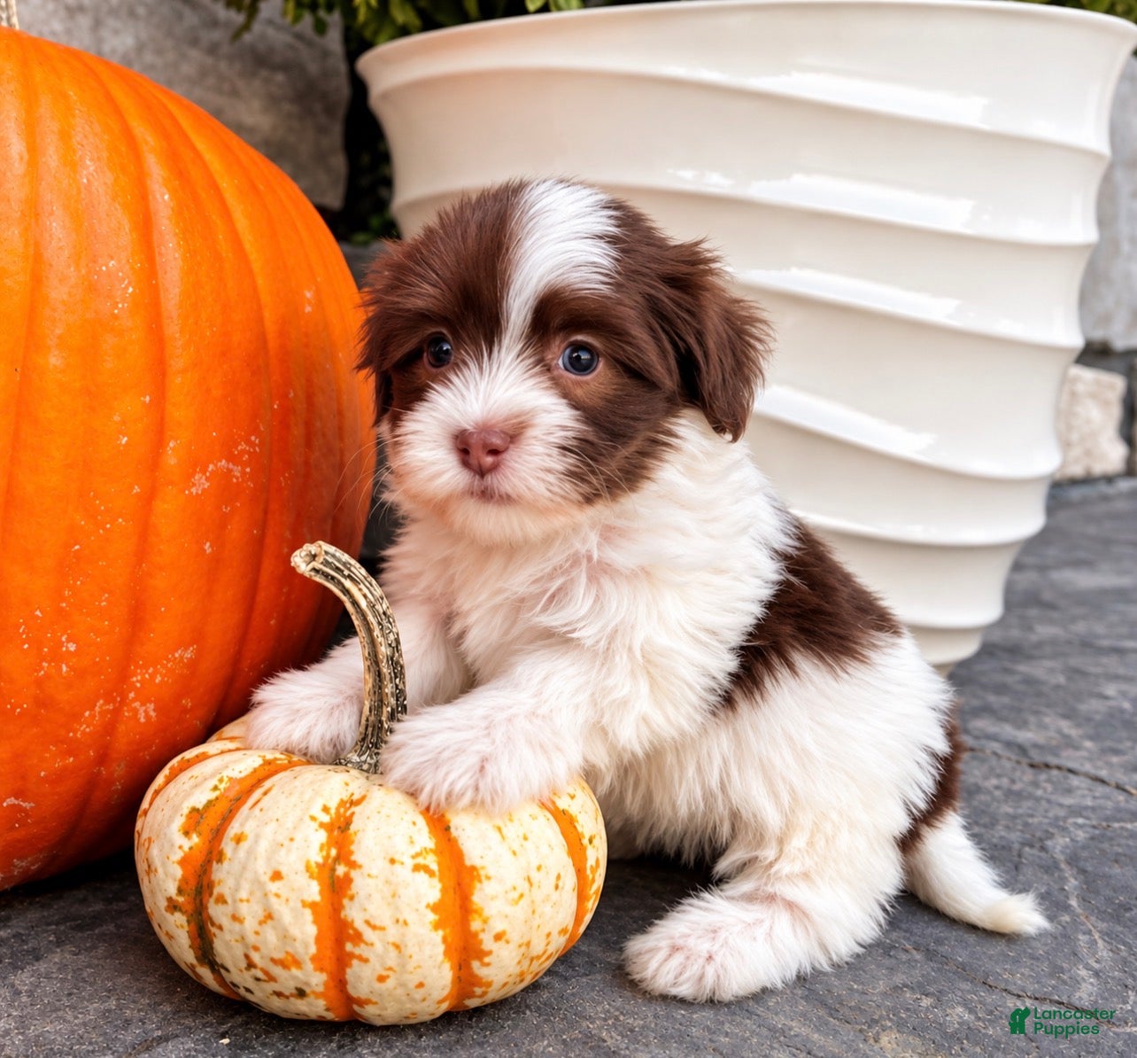 Havanese dogs Mitzi - Ad 2