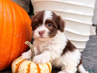 Havanese dogs Mitzi - Ad 2