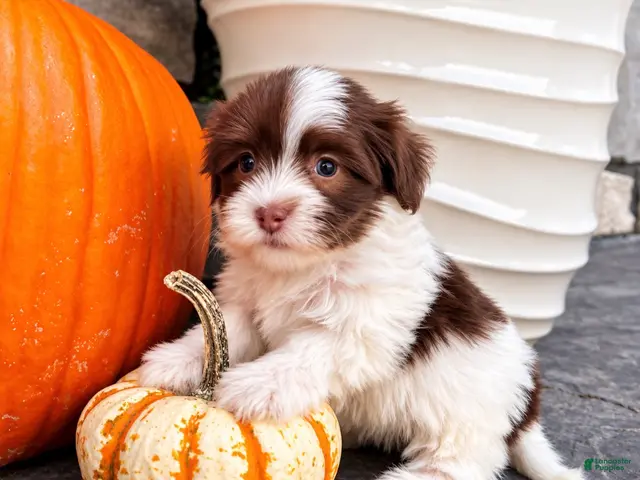 Havanese dogs Mitzi - Ad 2
