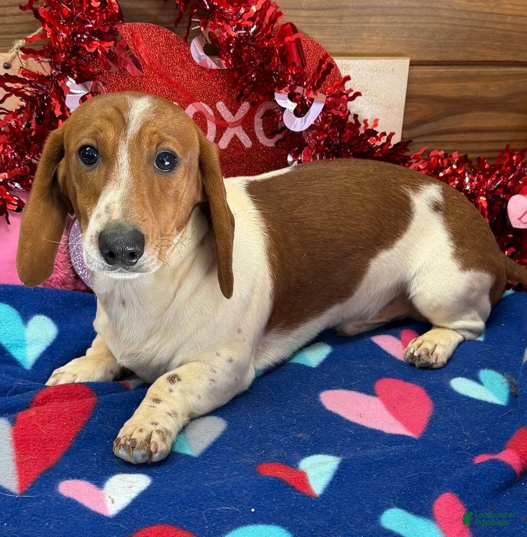 Dachshund dogs for sale: Tyler - Ad 3