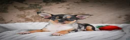 Chihuahua dogs for sale: Abby - Ad 7