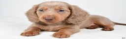 Miniature Dachshund dogs for sale: Griffin - Ad 3