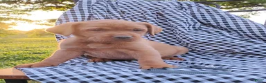 Lydia