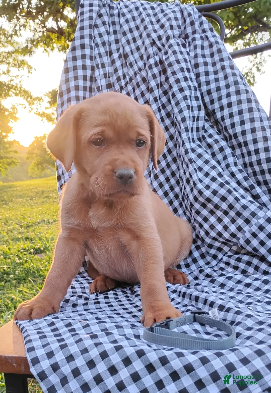 Labrador Retriever dogs for sale: Lydia - Ad 1
