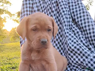 Labrador Retriever dogs for sale: Lydia - Ad 4