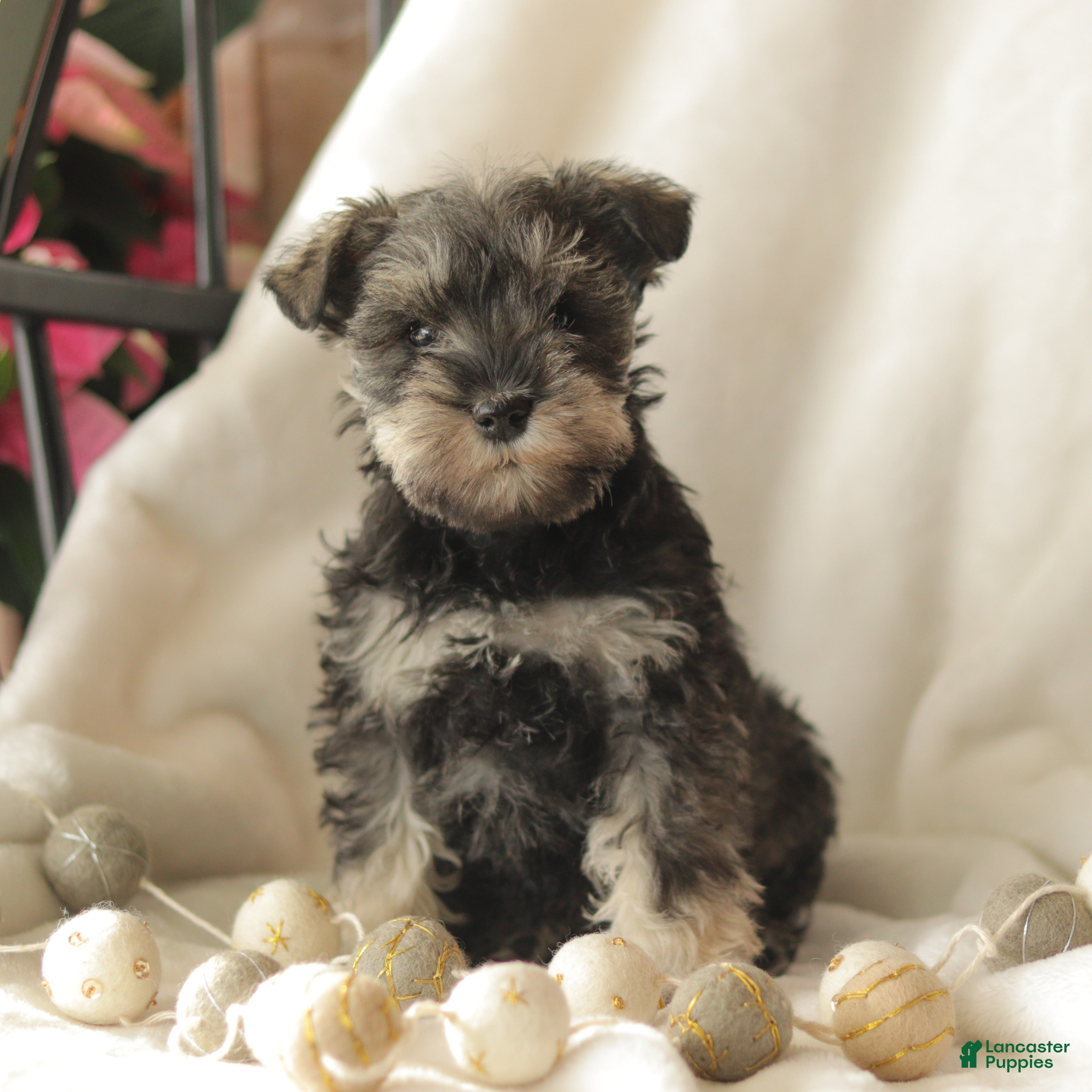 Miniature Schnauzer dogs Midnight - Ad 29