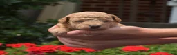 Bichpoo dogs for sale: Cricket - Ad 5
