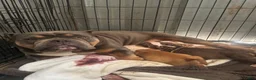 American Bully dogs for sale: American Bully 2 - Ad 3