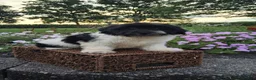 Teddy Bear dogs for sale: Candi - Ad 3