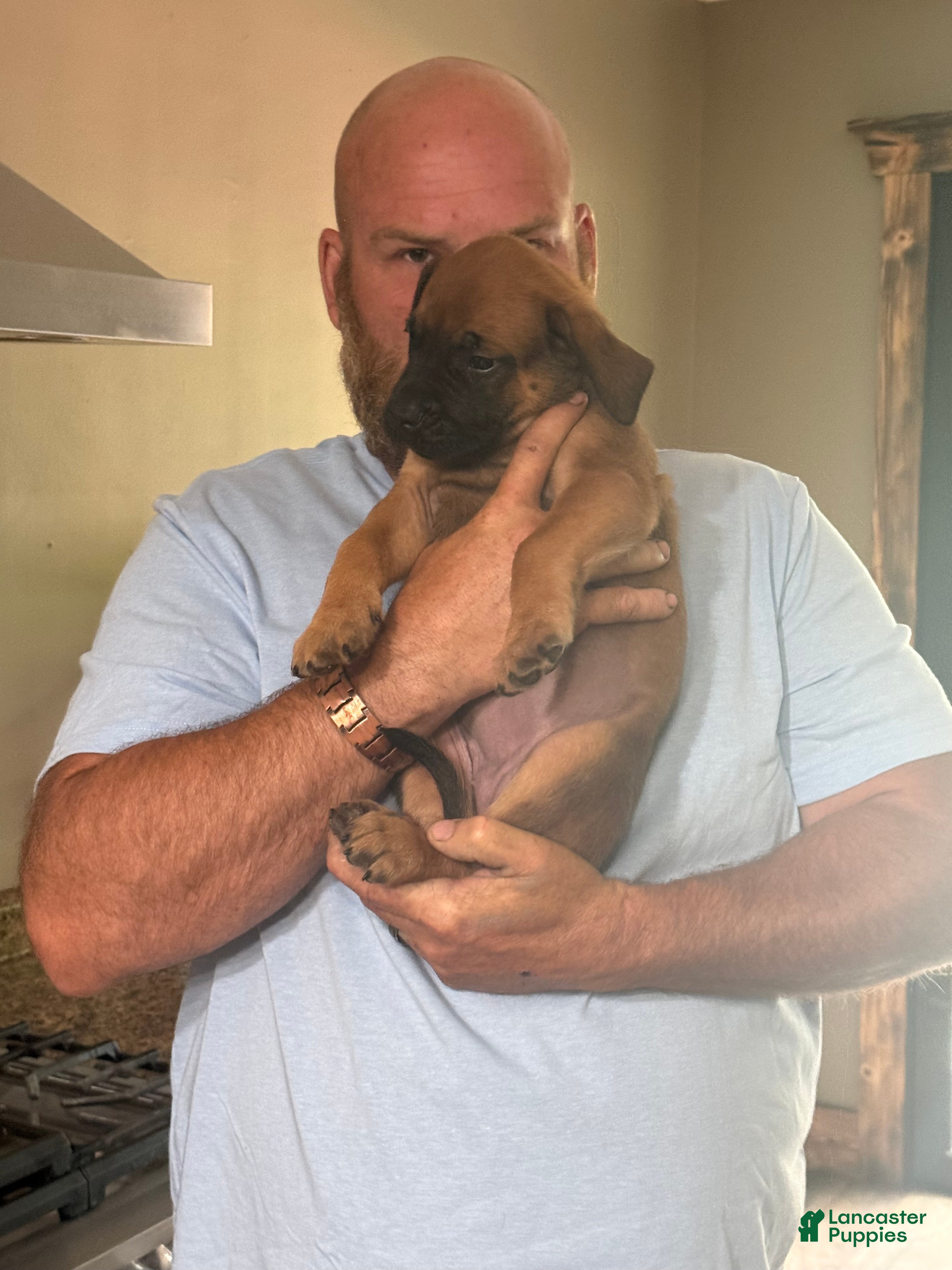 English Mastiff dogs English Mastiff 5 - Ad 7