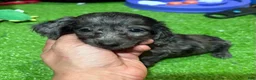Miniature Dachshund dogs for sale: Paula - Ad 1