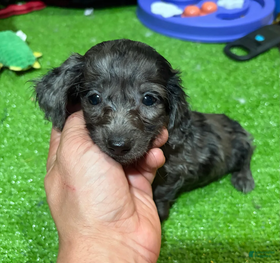 Miniature Dachshund dogs for sale: Paula - Ad 1