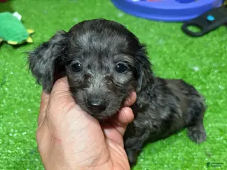 Miniature Dachshund dogs Paula - Ad 15