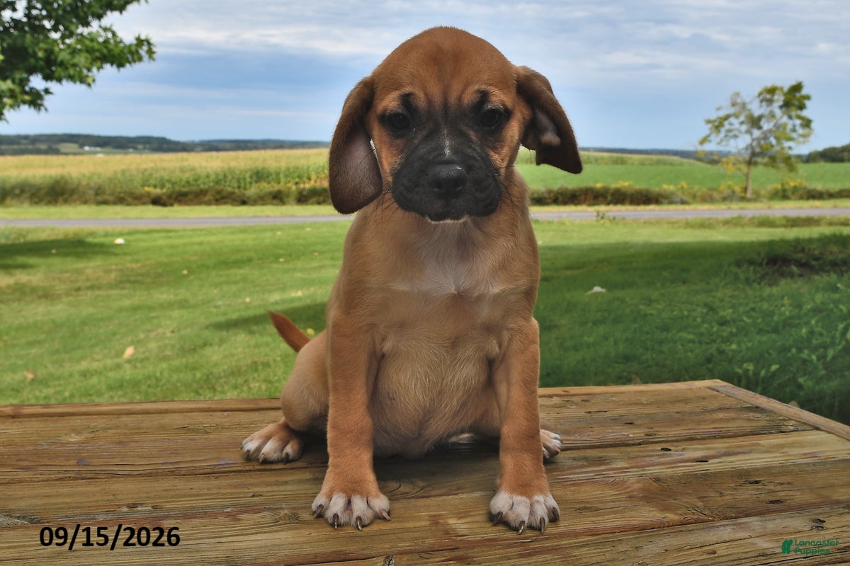 Puggle dogs Sadie - Ad 2