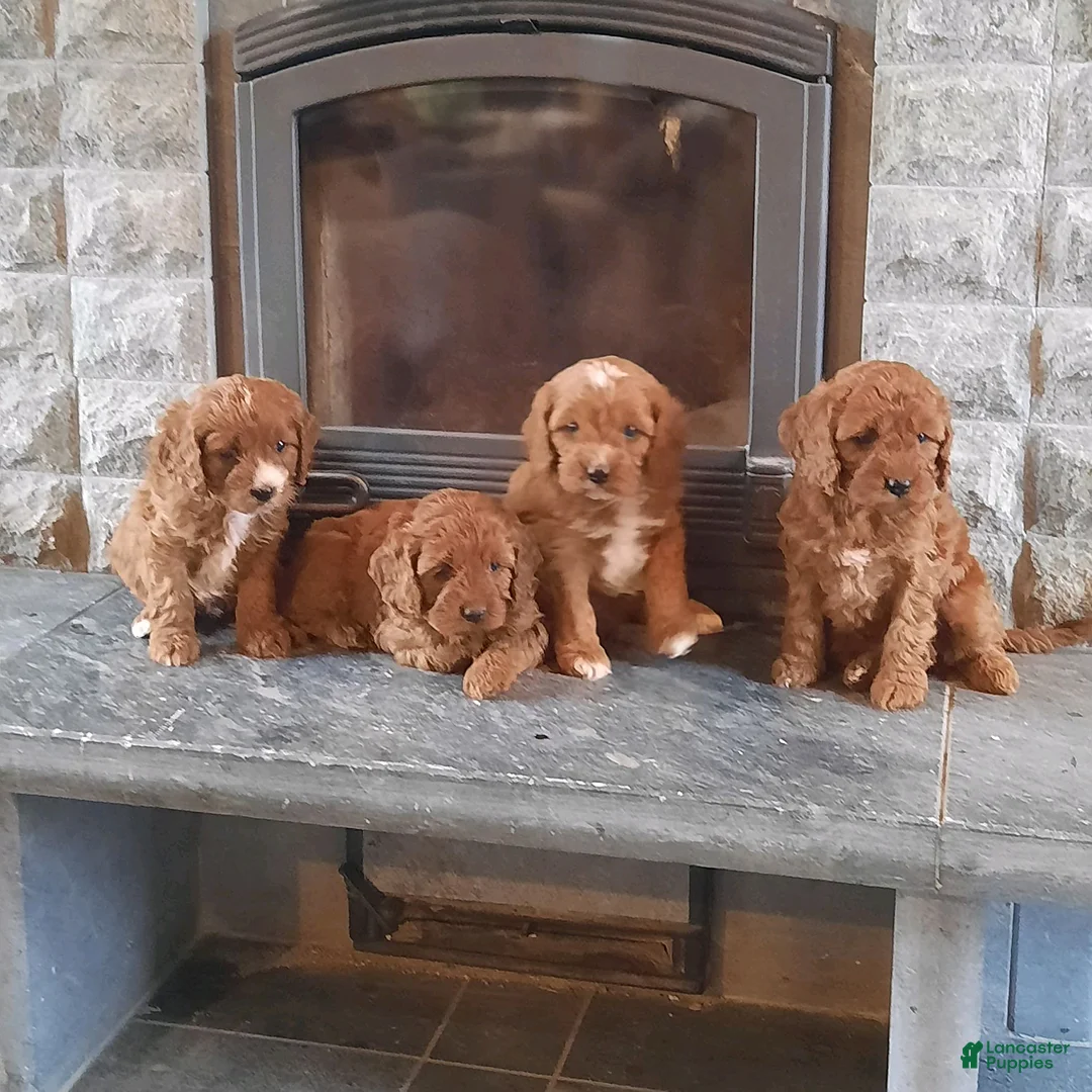 Gallery Image {{count}}