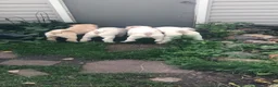 Shar Pei dogs for sale: Shar Pei Puppy 6 - Ad 19