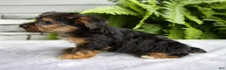 Yorkshire Terrier dogs for sale: Kendra - Ad 4