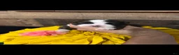 Shih Tzu dogs for sale: Shih Tzu 4 - Ad 1