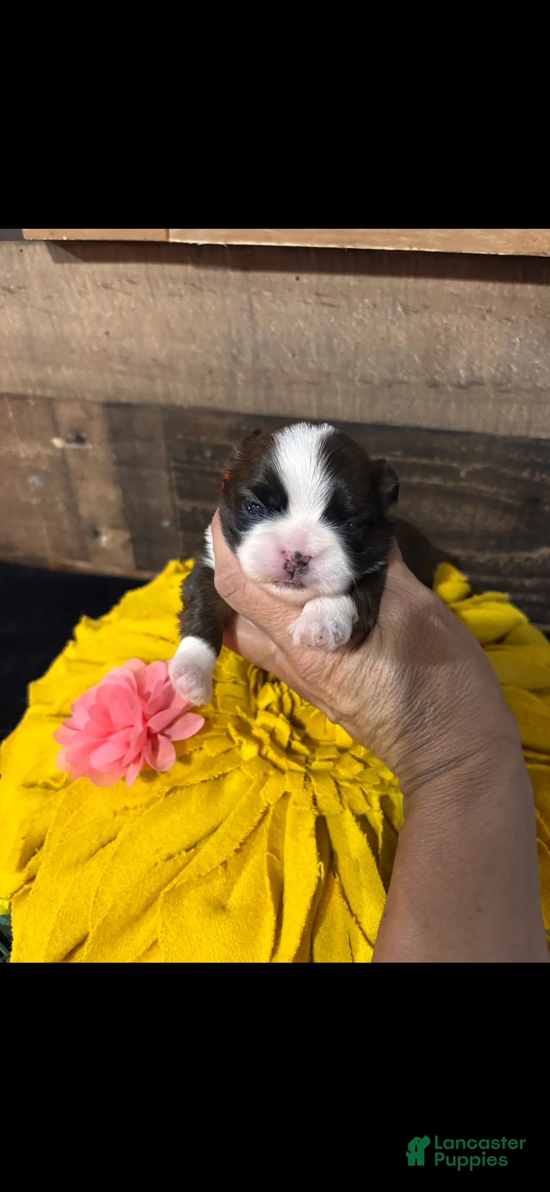 Shih Tzu dogs for sale: Shih Tzu 4 - Ad 1