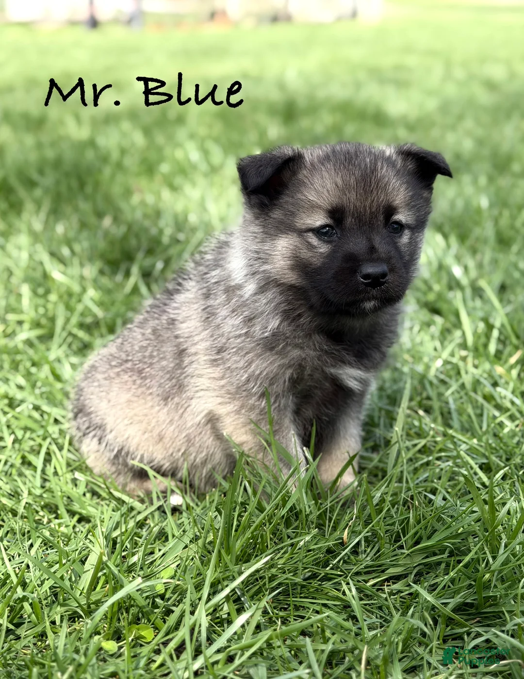 Norwegian Elkhound dogs for sale: Mr. Blue - Ad 1