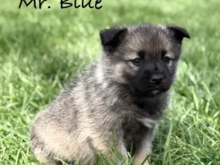 Norwegian Elkhound dogs for sale: Mr. Blue - Ad 2